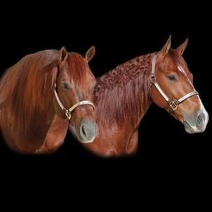 Meet your Posher, Anne-marie